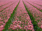 粉红色的梦想。 利瑟，南荷兰