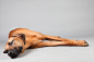 Ty Foster | Animal and Dog Photographer | OVERVIEW | 16 : Ty Foster specializes in  lifestyle and studio animal and dog photography.  Based in Connecticut 