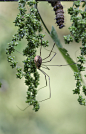 Photograph spider friend by Esther van der Lecq on 500px