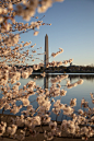 小白色和粉红色的花朵，樱花，环绕着华盛顿纪念碑和远处的倒影。