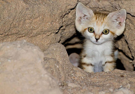 这货叫沙猫（Sand Cat), 身材特...