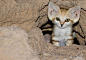这货叫沙猫（Sand Cat), 身材特别娇小，是一种野猫，因为特别温顺，但又容易感染呼吸系统疾病，在人类的非法捕猎下，现在属于濒危动物