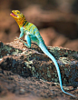 Collared Lizard Photograph - Collared Lizard Fine Art Print - Inge Johnsson: 