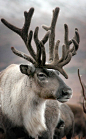 Beautiful Reindeer