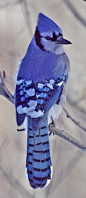 Blue Jay, in all his glory...