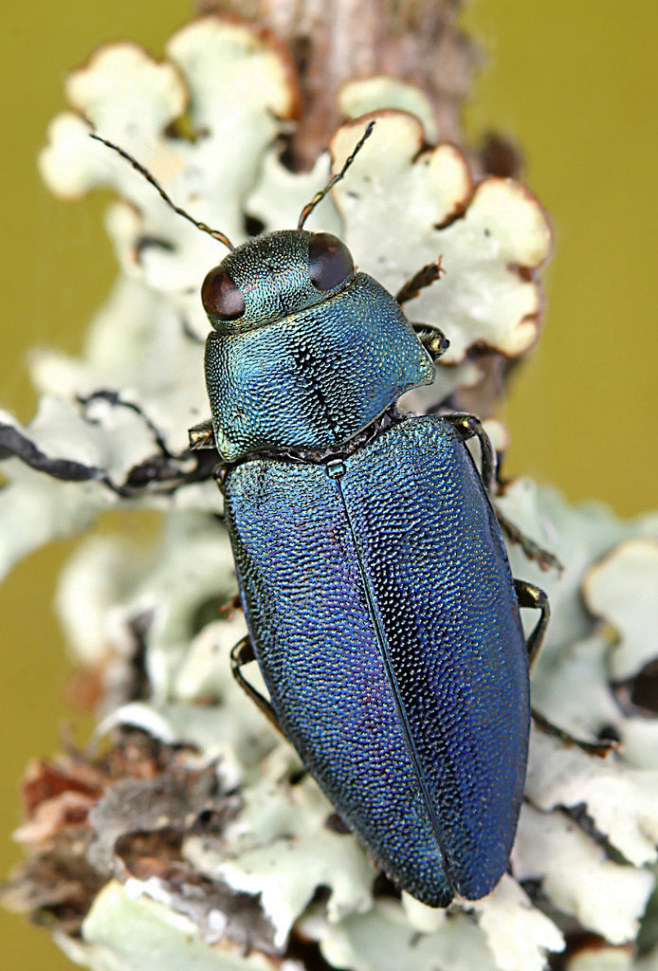 也是吉丁虫，Phaenops cyane...