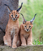 “These are 2 of the 3 caracal kittens currently on display at the Oregon Zoo along with their mother!” – namra38