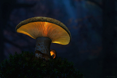 鸡蟹师采集到Mushroom