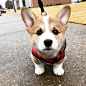 小短腿柯基 ins：teddy.thecorgi_ ​​​​