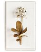 Original Gilded Primula Study on Linen, Gold