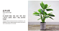 仿真植物装饰小盆栽摆件北欧风格假绿植家居室内客厅盆景创意摆设-tmall.com天猫