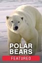 Featured - Polar Bear Tundra Buggy