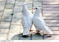 两只白鸽子相拥高清摄影素材图片，桌面壁纸