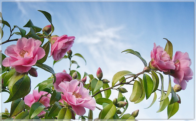 Camellia Bush by Ian...