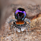 孔雀蜘蛛（Maratus volans）