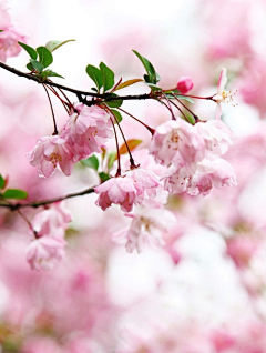 感觉有些不对采集到闲野疏影【花草】