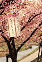 日本樱花和灯笼的搭配，好宁静好美！
