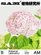 泡泡糖木绣球｜Hydrangea Candybelle Bullb
Hydrangea Candybelle Bubblegum
-
绣球花科绣球属观花植物。