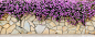 《小园烟景正凄迷》花墙~那一抹不能忘怀的紫