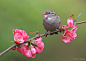 Photograph Female House Sparrow 