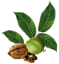 walnut_PNG29