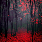 红色的树林落叶