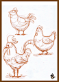 Quick Chicken studies, Vipin Jacob : Fun studies of chickens.