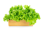 Salad leaf. lettuce on white.
