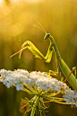 fox-power:

Praying Mantis on a Flower




See more at FOX-Power




