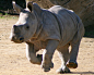 rhinoceros_6_by_cathleentarawhiti-db0wcj8.jpg (1024×818)