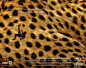 Abu Dhabi Commercial Bank (ADCB) | 扬罗必凯 | Y&R | Cheetah | WE LOVE AD