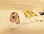 日本网友nyanko给自己家的仓鼠精心准备了一张小床，小仓鼠一开始还表示拒绝，后来禁不住诱惑还是装进被子甜甜得睡着了