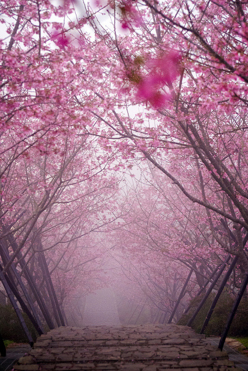 樱花桥，日本京都