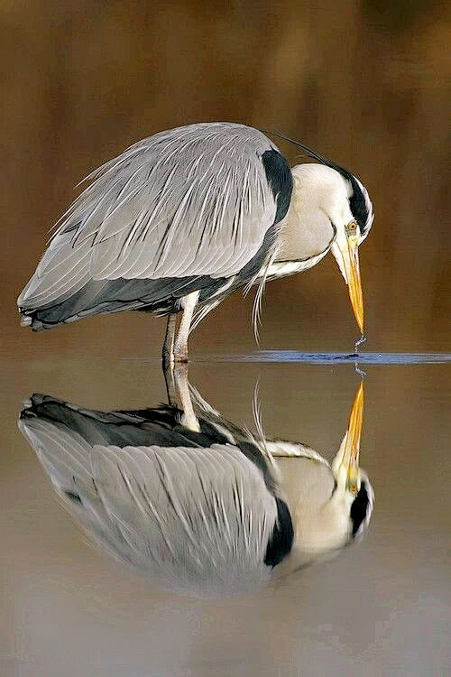 【鸟儿的倒影】
大自然野生动物摄影作品 