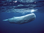 White Sperm Whale | Sperm Whale (Physeter Macrocephalus) White Morph Near Surface, Azores ...
