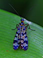 蝎蛉 雌性
Scorpion Fly: Flying Insects, Scorpion Insects, Stainglass, Mosaics, Stained Glasses Window, Flying Things, Scorpion Bugs, Scorpion Flying, Natural