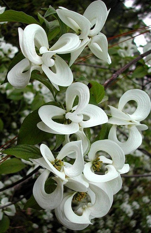 Cornus florida 的小绿花谢...