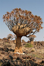 Quiver tree housing the huge nest of the sociable weaver birds.: 