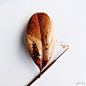 Ghidaq al-Niza的咖啡叶子创意插画图片