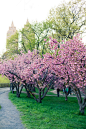 cherry blossom branches are beautiful to use as large dramatic centerpieces on the reception tables, in a vase, by themselves or mixed within other flowers, such as hydrangeas and/or roses.