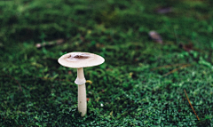 鸡蟹师采集到Mushroom