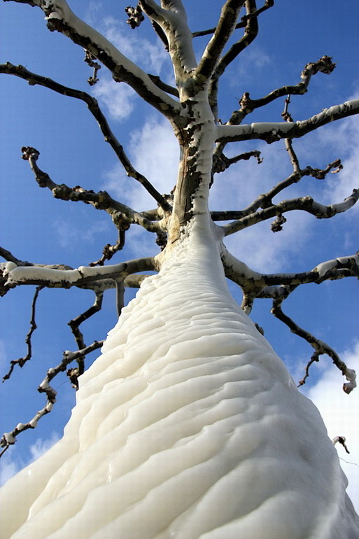 冰凍的樹(瑞士的日內瓦湖)