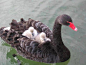 Black swan and babies