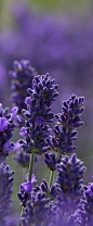 Lovely English lavender in Snowshill, England • photo: Malcolm on Flickr