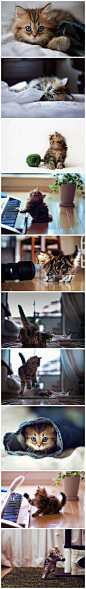 幽默靓妹【专访：世界上最可爱的小猫摄影秀】@长江经济区