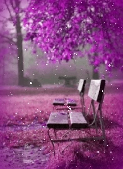 紫色，是薰衣草的等待