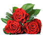 高清晰红色玫瑰花素材壁纸-红花配绿叶---酷图编号973006
