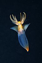 组图：精美海洋生物照 揭开白海下奇妙世界_科技_腾讯网