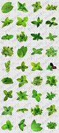 新鲜薄荷叶子绿叶png格式免抠元素透明底图片设计素材-淘宝网