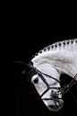 马,马术运动,赛马,脊椎动物,哺乳纲图片图片素材_ID:VCG41N1125719816